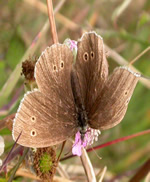 Ringlet Guarden
